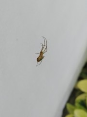 Leucauge argyrobapta