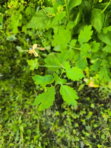 Greater celandine