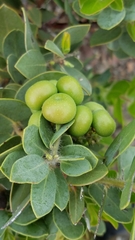 Arctostaphylos catalinae