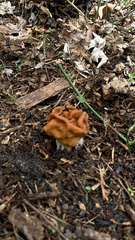 Gyromitra korfii