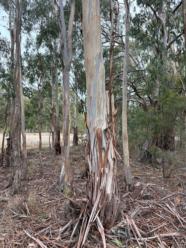Eucalyptus dalrympleana observed 2026-05-24