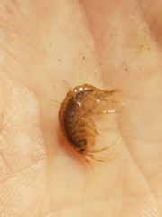 Gammarus fasciatus