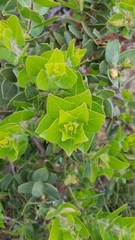Arctostaphylos catalinae