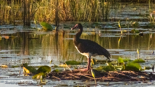 iNaturalist image
