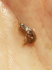 Gammarus fasciatus