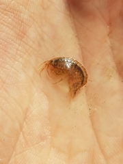 Gammarus fasciatus