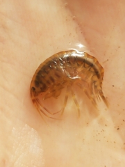 Gammarus fasciatus