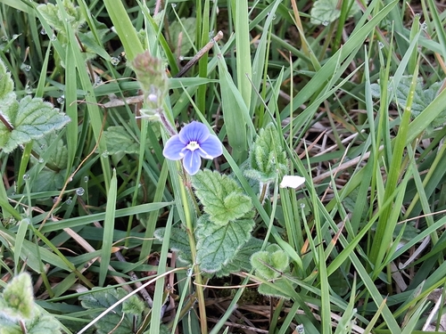 Germander Speedwell