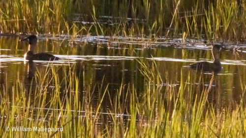 iNaturalist image