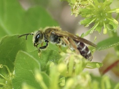 Andrena chrysosceles