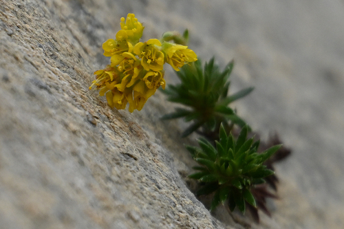 Saxifraga sancta