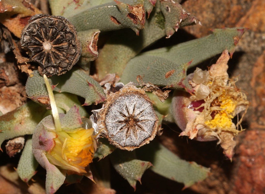Cheiridopsis velox S.A.Hammer 2