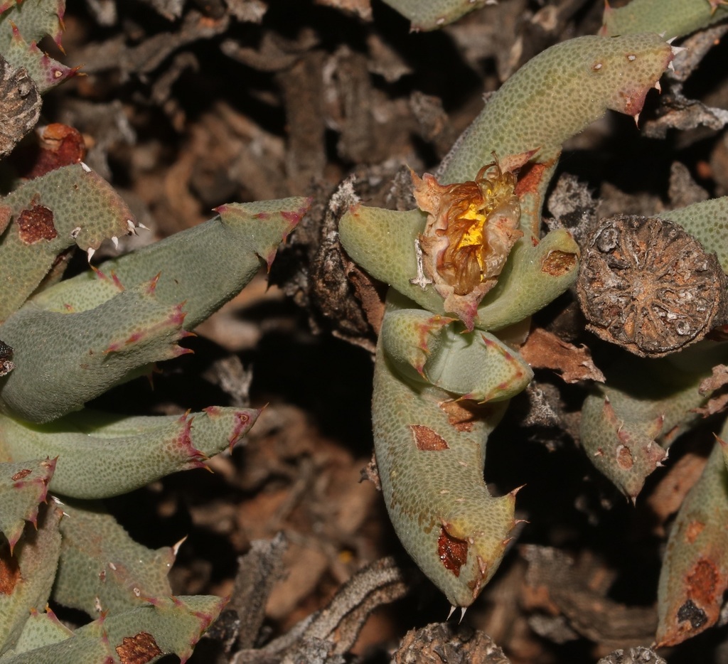 Cheiridopsis velox S.A.Hammer 3