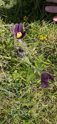 Pulsatilla rubra, photograph 4