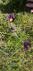 (c) Graziella Soulsbury, some rights reserved (CC BY) Pulsatilla rubra, photograph (c) Graziella Soulsbury, some rights reserved (CC BY)