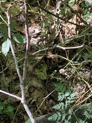 Thamnophis sirtalis