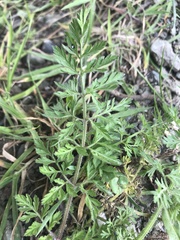 Torilis nodosa