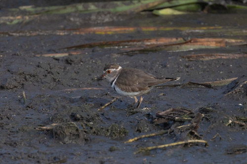 iNaturalist image