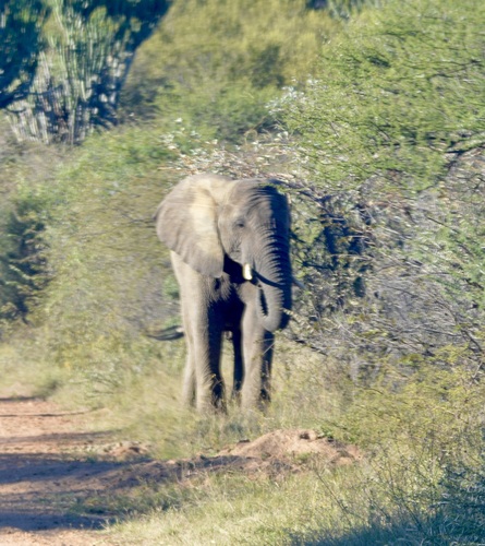 African Savanna Elephant
