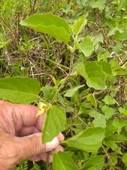 Physalis heterophylla