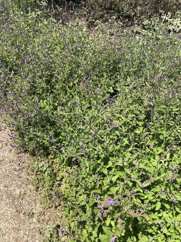 iNaturalist observation photo of western vervain