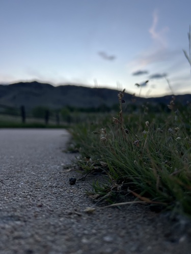 Buffalograss