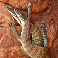 Varanus glauerti