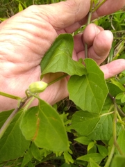Physalis heterophylla