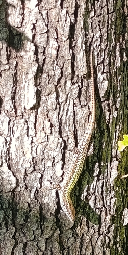 Andalusian wall lizard