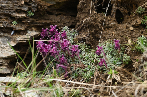 Saxifraga sempervivum