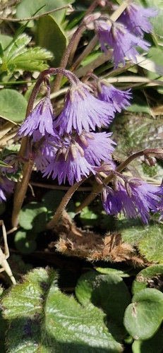 Soldanella carpatica