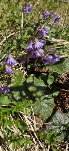 Soldanella carpatica, photograph 6