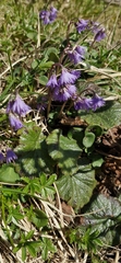 Soldanella carpatica, photograph author not stated, no rights reserved