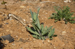 Cerastium perfoliatum