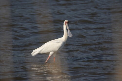 iNaturalist image