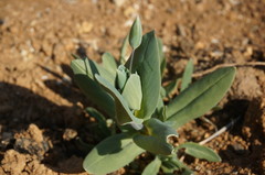 Cerastium perfoliatum