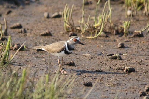 iNaturalist image