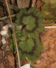 Pelargonium articulatum