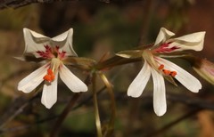 Pelargonium articulatum