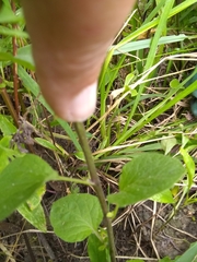 Physalis heterophylla