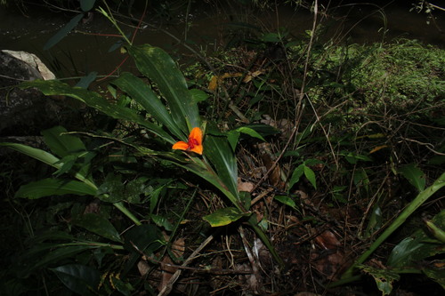 Hedychium philippinense observed 2017-04-01