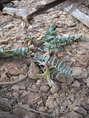 Astragalus malacoides