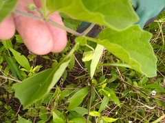 Physalis heterophylla