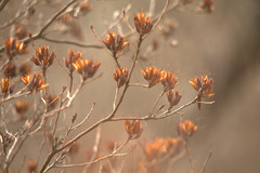 Rhododendron canadense