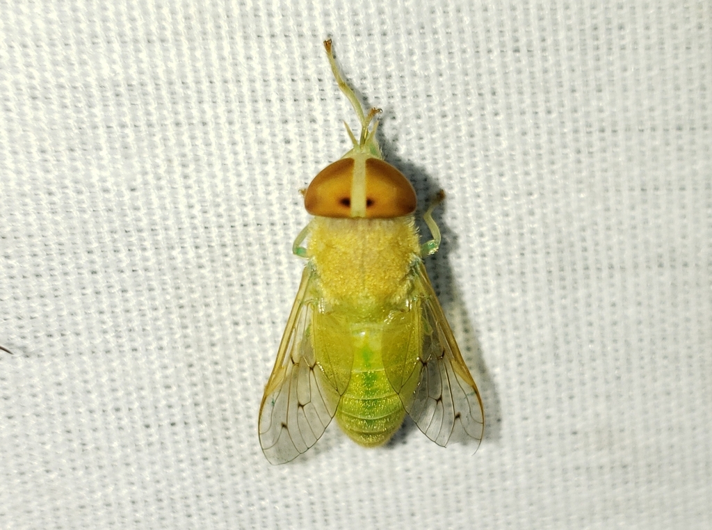 Green Horse Fly