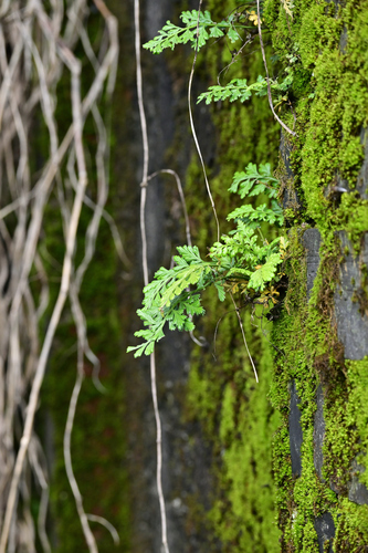 Asplenium sarelii iNat (3)