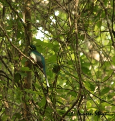 Apaloderma narina