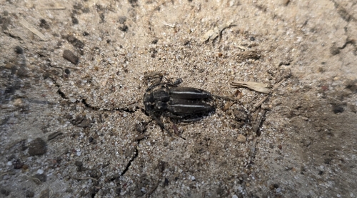 Neodorcadion bilineatum