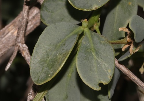 Image of Roepera leptopetala by (c) Brian du Preez, some rights reserved (CC BY-SA)