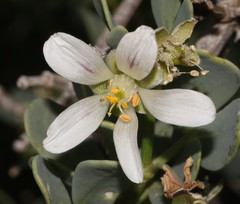 Roepera leptopetala